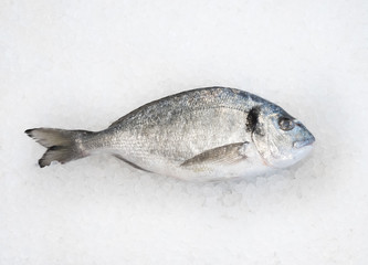 Gilthead sea bream
