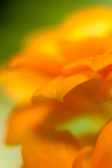 Petals of an orange flower as a background