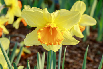 Daffodil (Narcissus sp.) in bloom. Northern California, USA.