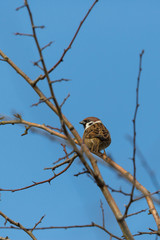 eurasian tree sparrow (passer montanus), branches, blue sky