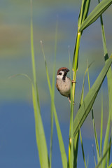 eurasian tree sparrow (passer montanus) on reed stalk