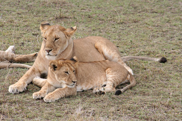 Obraz na płótnie Canvas Löwenfamilie mit Jungtier in der Savanne, Masai Mara, Kenia
