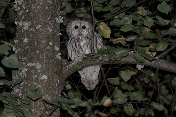 owl, bird, animal, nature