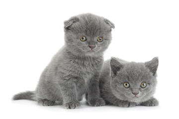 Scottish Fold gray cat