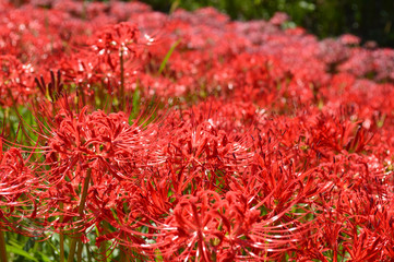 On the sunny day of autumn, the bank is covered with cluster amaryllis