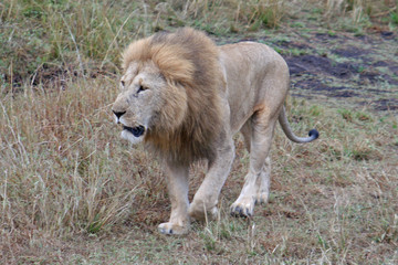 Plakat männlicher Löwe in der Savanne, Kenia, Masai Mara