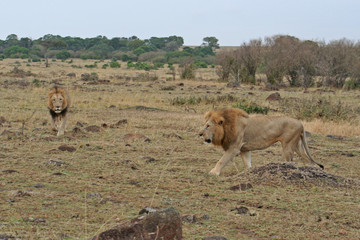 zwei männliche Löwen in der Savanne, Kenia, Masai Mara