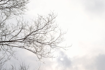 Bare branches against the cloudy sky.
Elm branches on the left side of the frame. The winter sun shines through the clouds.