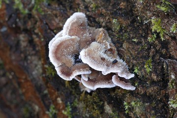 Silver leaf fungus, Chondrostereum purpureum