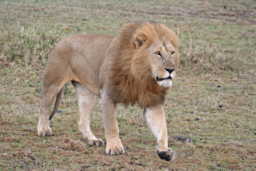 männlicher Löwe in der Savanne, Kenia, Masai Mara