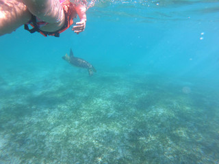 Obraz na płótnie Canvas Little girl snorkeling in Caribbean sea, turtle watch