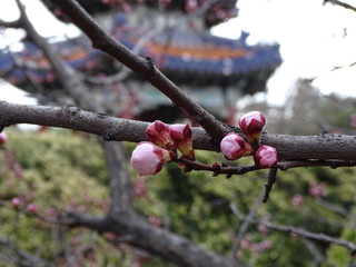 Spring of Beijing