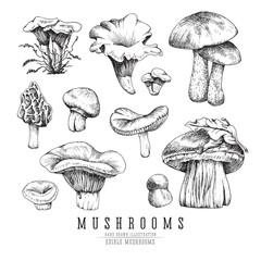 Forest types of mushrooms collection, edible boletus in retro sketch vector style. All elements isolated.