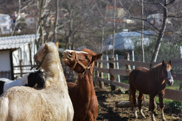 Closeup of the horses playing together at the farm/ white and brown horses outside