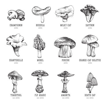 Forest types of mushrooms collection, edible and non-edible boletus in retro sketch vector style. All elements isolated.