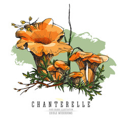 Forest chanterelles at undergrowth vector color illustration in sketch and watercolor imitation style. All element isolated.
