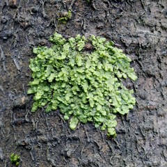 Radula complanata, a cannabinoid moss