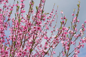 Pfirsichblüten, Pfirsichbaum, Malum Persicum
