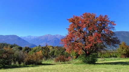 Fototapeta premium autunno trentino