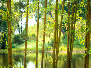Bamboo with a natural background 02
