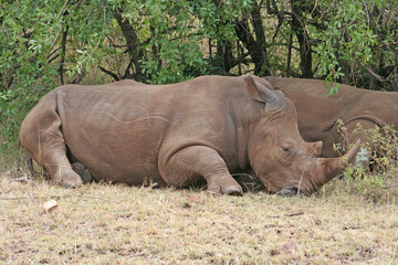 Obraz premium Nashorn im Nationalpark Masai Mara beim Rasten