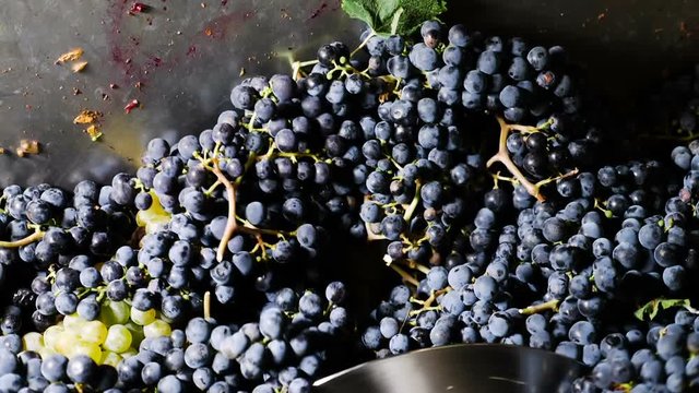 Pressing purple grapes, making wine- Calabria, Italy