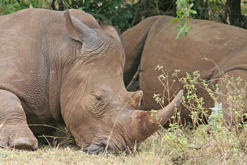 Nashorn im Nationalpark Masai Mara beim Rasten