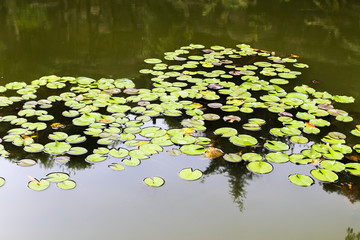 Many small lotus leaves float in the pond