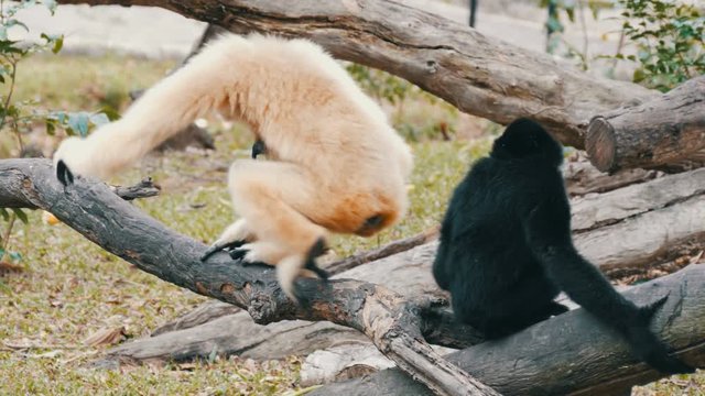 Black and white gibbon are sitting on branch
