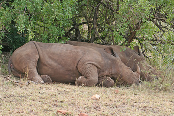 Fototapeta premium Nashorn im Nationalpark Masai Mara beim Rasten