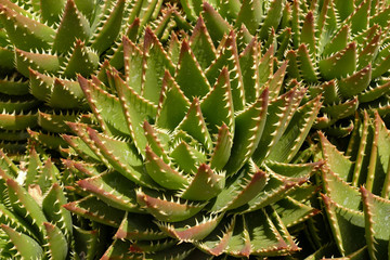 succulent plants,  Aloe juvenna, Tiger Tooth Aloe