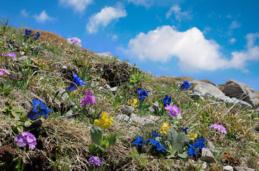 Alpenblumen Wiese - Enzian, Bergaurikel und Mehlprimeln
