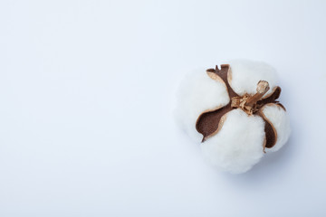 Natural piece of cotton on a white background. Copy space.