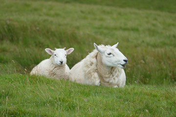 Naklejka na ściany i meble sheeps in the meadow