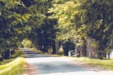 Beautiful asphalt road and tree alley.