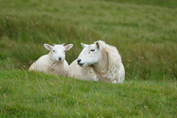 Sheeps in the pasture