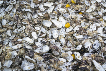 Background from a huge pile of oyster peel and a squeezed lemon