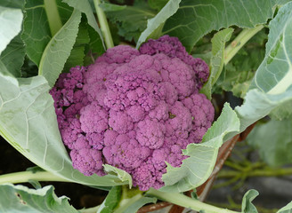 colored cauliflower