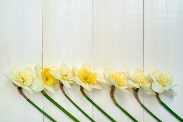 Border of daffodil flowers on white wooden background, copy space. Top view, flat lay. White narcissus. Spring flowers. March 8, Womens Day, Mothers day. Spring easter background