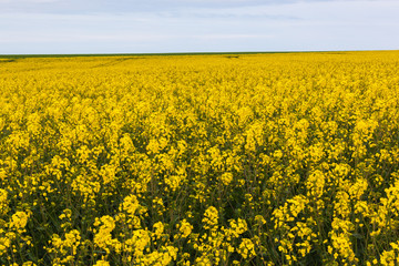 Obraz premium Bright yellow flowering rapeseed field in agricultural area of Normandy in the sunny spring day, France