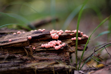 lycogala epidendrum