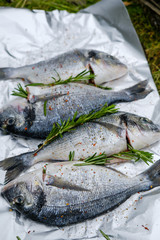 Fresh dorado fish with rosemary sprigs