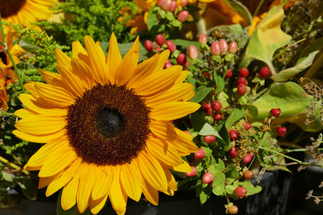 Obraz premium sunflower