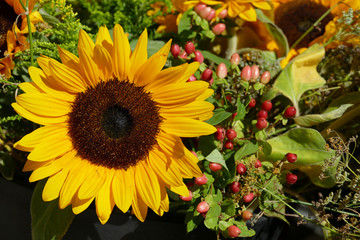 Blossom of a sunflower