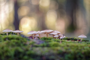 Mushrooms