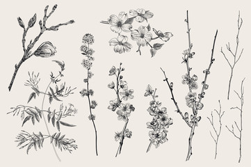 Blooming gargen. Spring Flowers and twig. Magnolia, spirea, cherry blossom, dogwood, jasmine, quince, birch twig. Vintage vector botanical illustration. Black and white