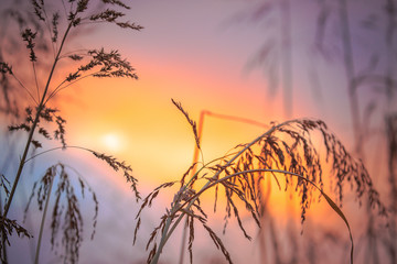 Obraz premium The flaming red and orange sunsets in the Arizona desert create natural silhouettes of mountains, cactus, birds, trees, plants and are scenic when viewed against the colorful sky in this Arizona wilde