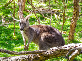 The red necked wallaby or Bennett´s wallaby © Pansa