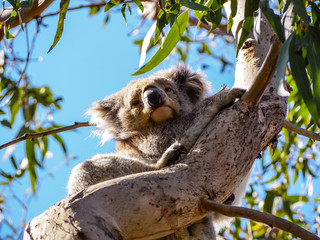Cute Australian sleepy koala bear