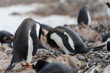 Naklejka premium Gentoo penguin with chicks in nest